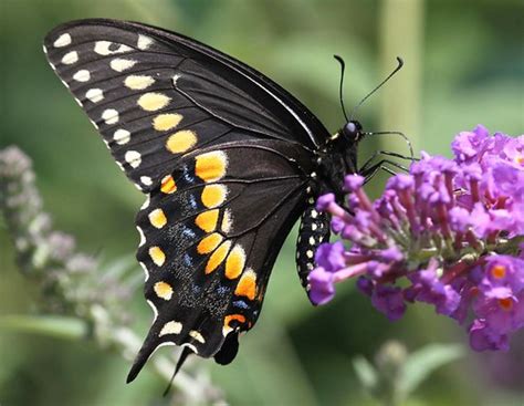 black butterfly sail across the waters